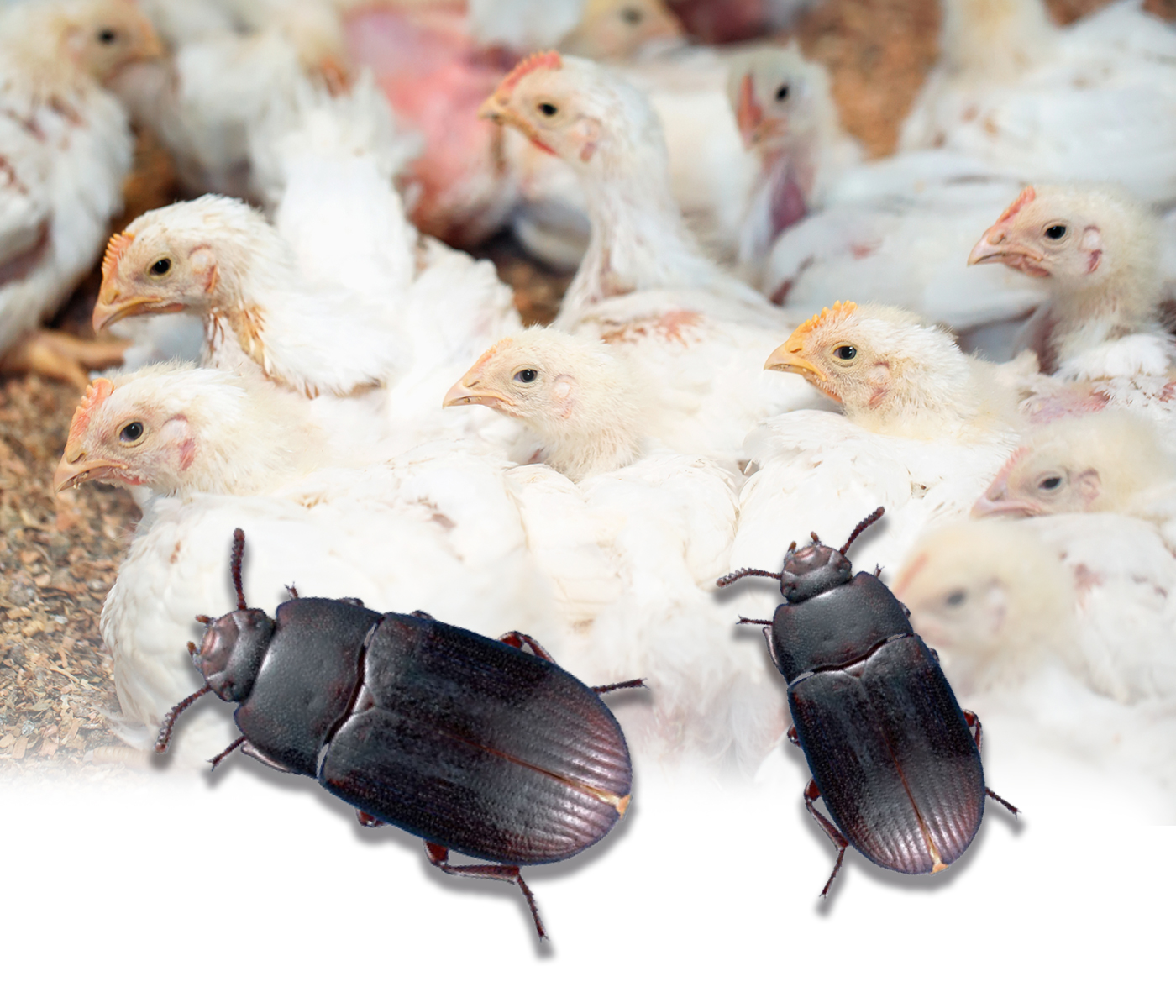 Control de Alphitobius en avicultura