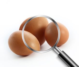 Egg Production Research Leads to AO-Biotics® EQE