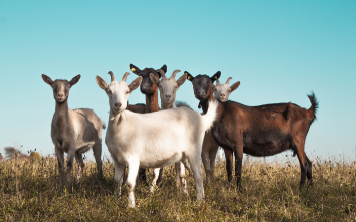 Goats testing positive for Avian Influenza H5N1 in the United States