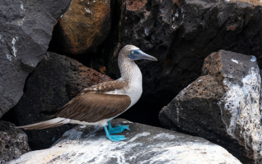 Possible avian influenza outbreak causes closure of two areas in Galapagos
