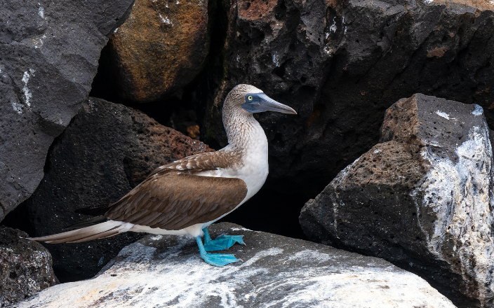 Possible AI causes closure of two areas in Galapagos Islands
