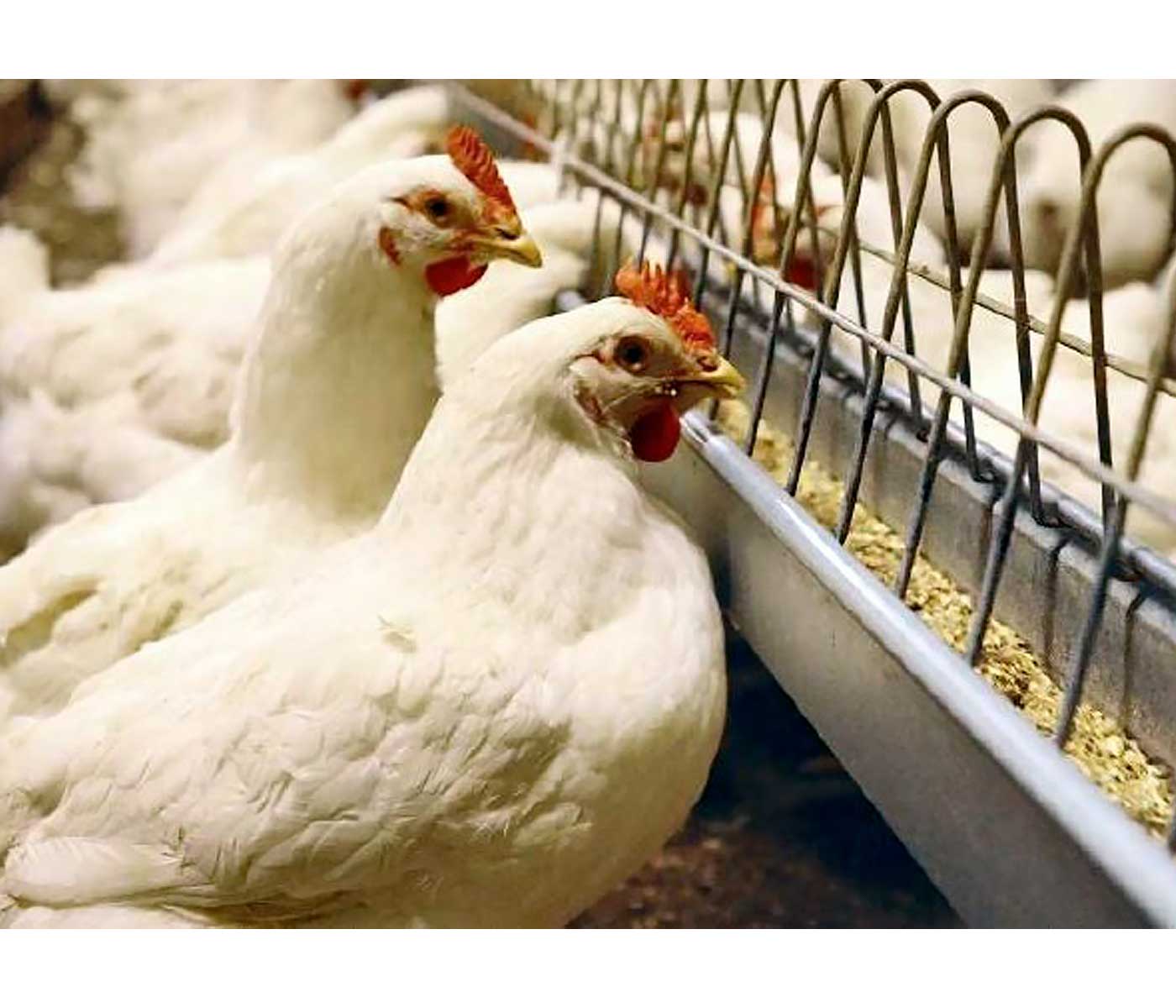 Optimice la alimentación de sus gallinas con el sistema de alimentación en cadena Fortena®