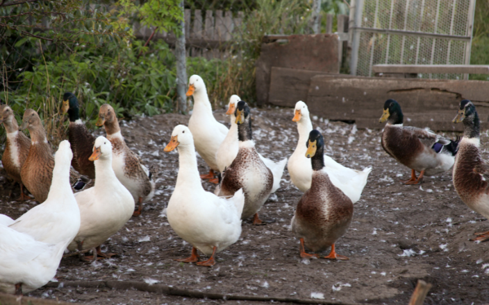 Ducks vaccination