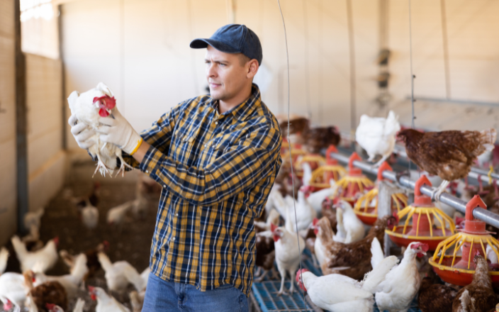 U.S. poultry industry