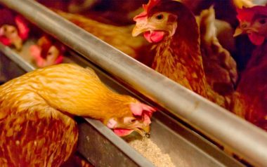 ¿Cómo optimizar el consumo de pienso y la producción de huevos de las ponedoras?
