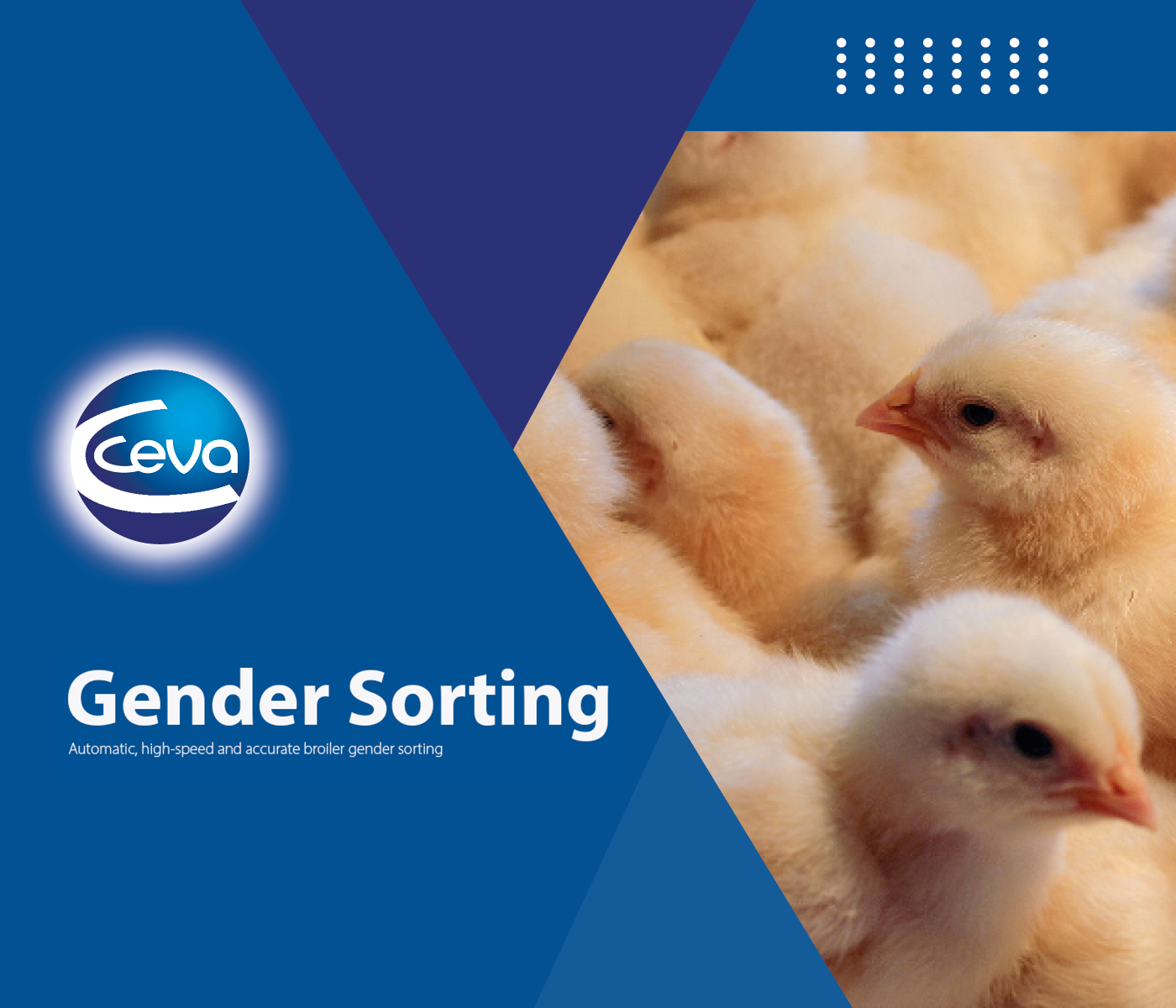 Ceva Santé Animale brings innovation at the hatchery with a day-old-chick Gender Sorting equipment for broiler producers