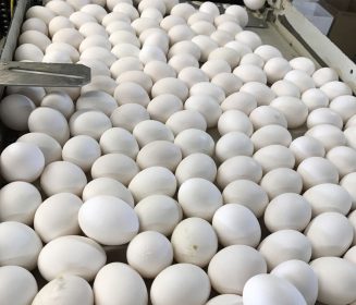 Chile: Producción de huevos presentó crecimiento interanual de 4,2%