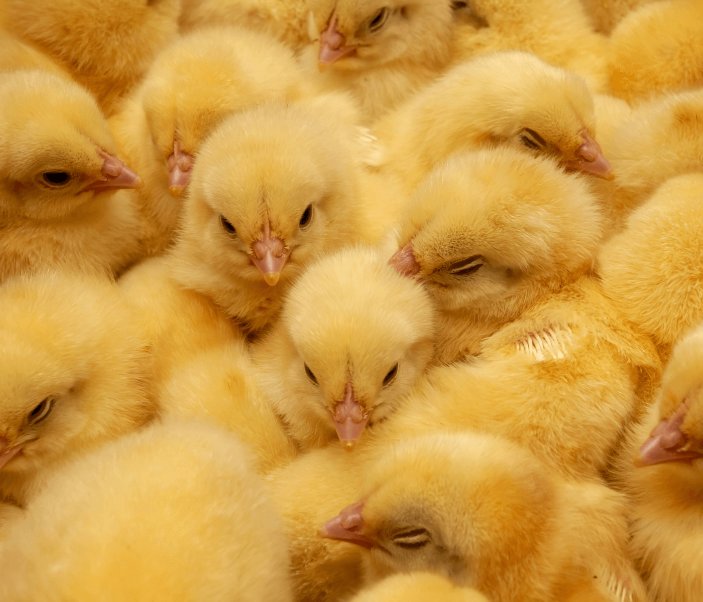 Ceva Saúde Animal traz inovação para os incubatórios com um equipamento de sexagem de pintos de um dia para produtores de frangos de corte (Gender Sorting)
