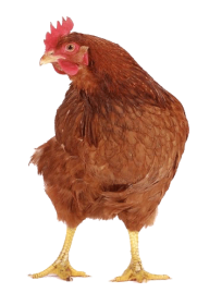 Aspectos nutricionales para el manejo de gallinas ponedoras