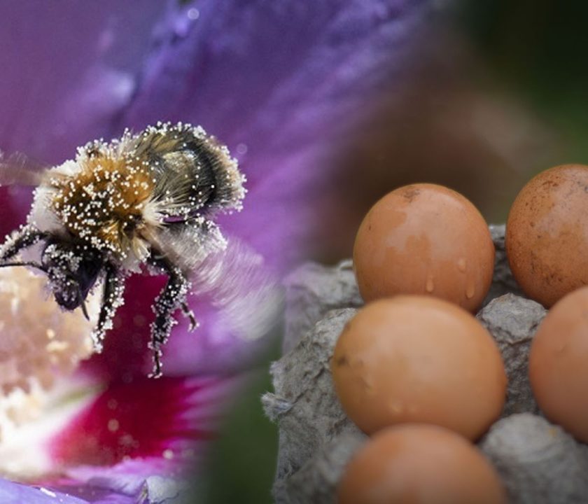 Gallinas alimentadas con dieta a base de polen de abejas: Producen huevos enriquecidos con omega