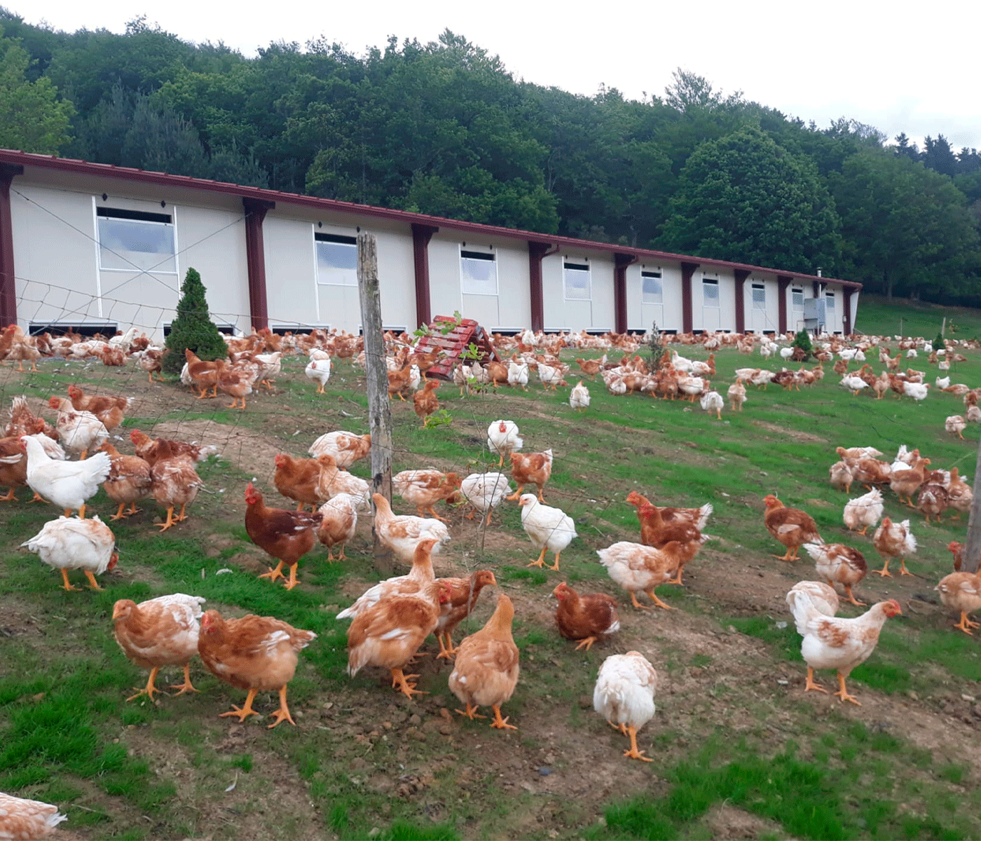 Certificado el cálculo de la huella de carbono de un kilo de pollo desde las granjas de recría hasta la comercialización