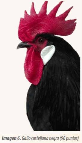 Castellana Negra: historia, genética y rescate de una raza aviar