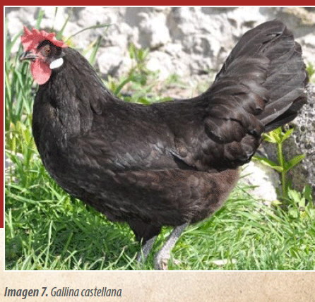 Castellana Negra: historia, genética y rescate de una raza aviar