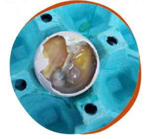 La importancia del análisis de los datos de embriodiagnosis para la gestión de la planta de incubación