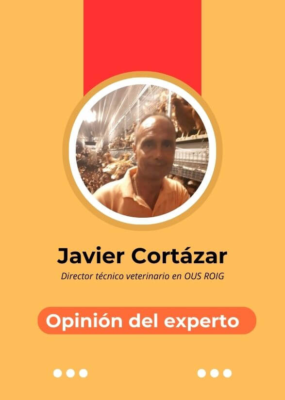 Optimizando la cría y recría de pollitas en aviario: una conversación con el expert​o​ Javier Cortazar
