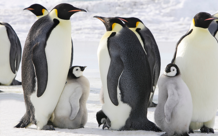 avian influenza in penguins