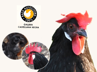 Iamgen Revista El huevo de Colón era de castellana negra. Origen y características de una gallina marca España