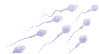 Productividad en reproductoras pesadas: La fertilidad de los machos