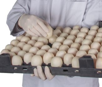 Comprender cómo se preserva la viabilidad de los huevos fértiles