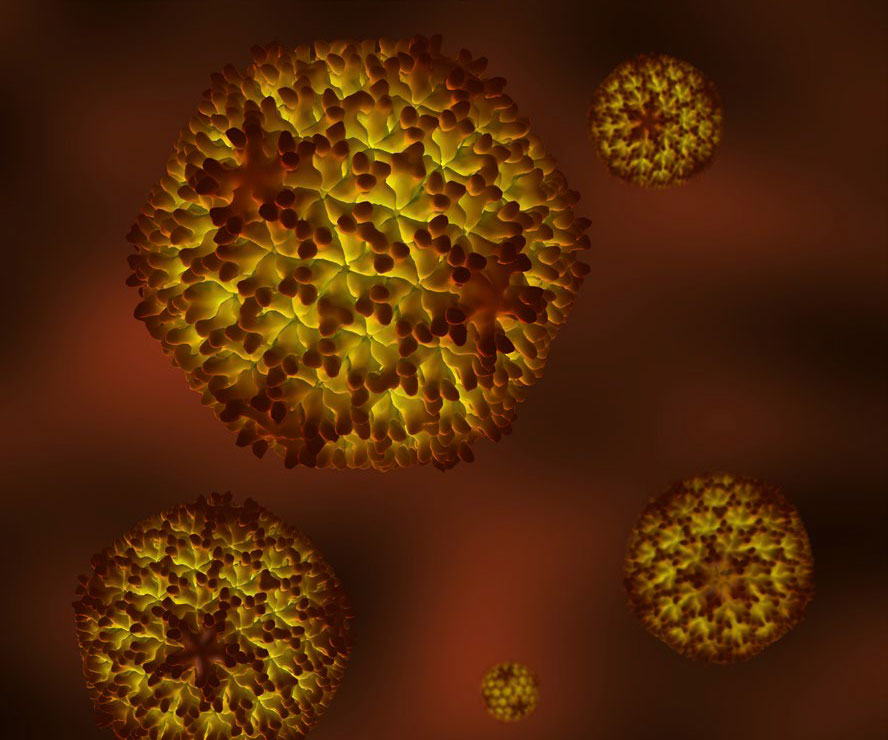 Influenza Aviária: Defesa Agropecuária realiza ações sanitárias diante do primeiro caso em criação de subsistência