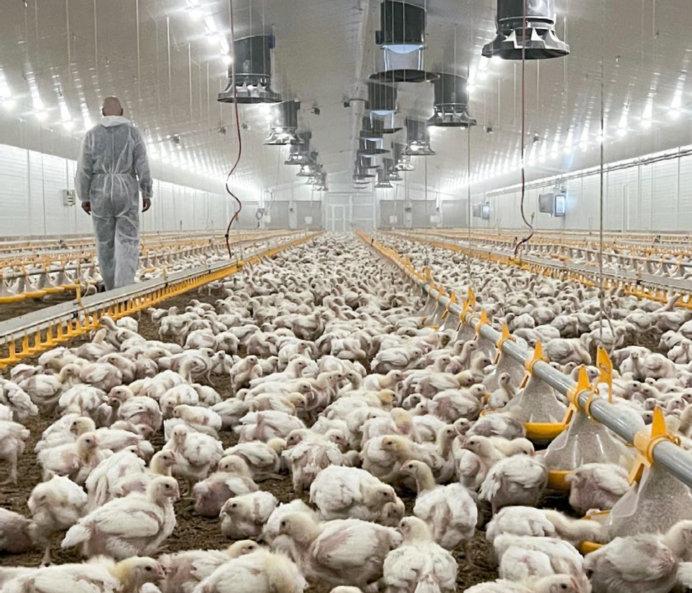 El control ambiental en granjas avícolas alcanza nuevos límites de...