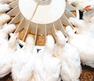 Imagen Revista Explorando el uso de dosis elevadas de enzimas NSP como estrategia nutricional para mejorar el uso de nutrientes en pollos de engorde con dietas a base de trigo