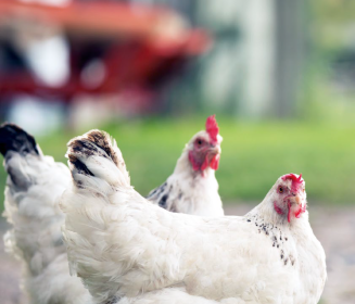 Imagen Revista Proyecto NETPOULSAFE: Medidas de apoyo a ganaderos y técnicos avícolas para mejorar el cumplimiento de la bioseguridad en el sector avícola