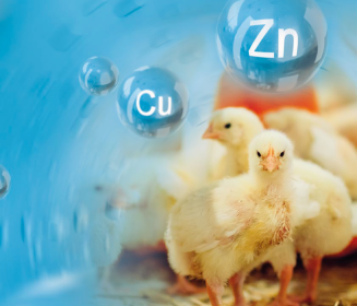 Importancia de los minerales Zn y Cu en la nutrición de pollos. Beneficio del uso de los hidroxyminerales (Intellibond)