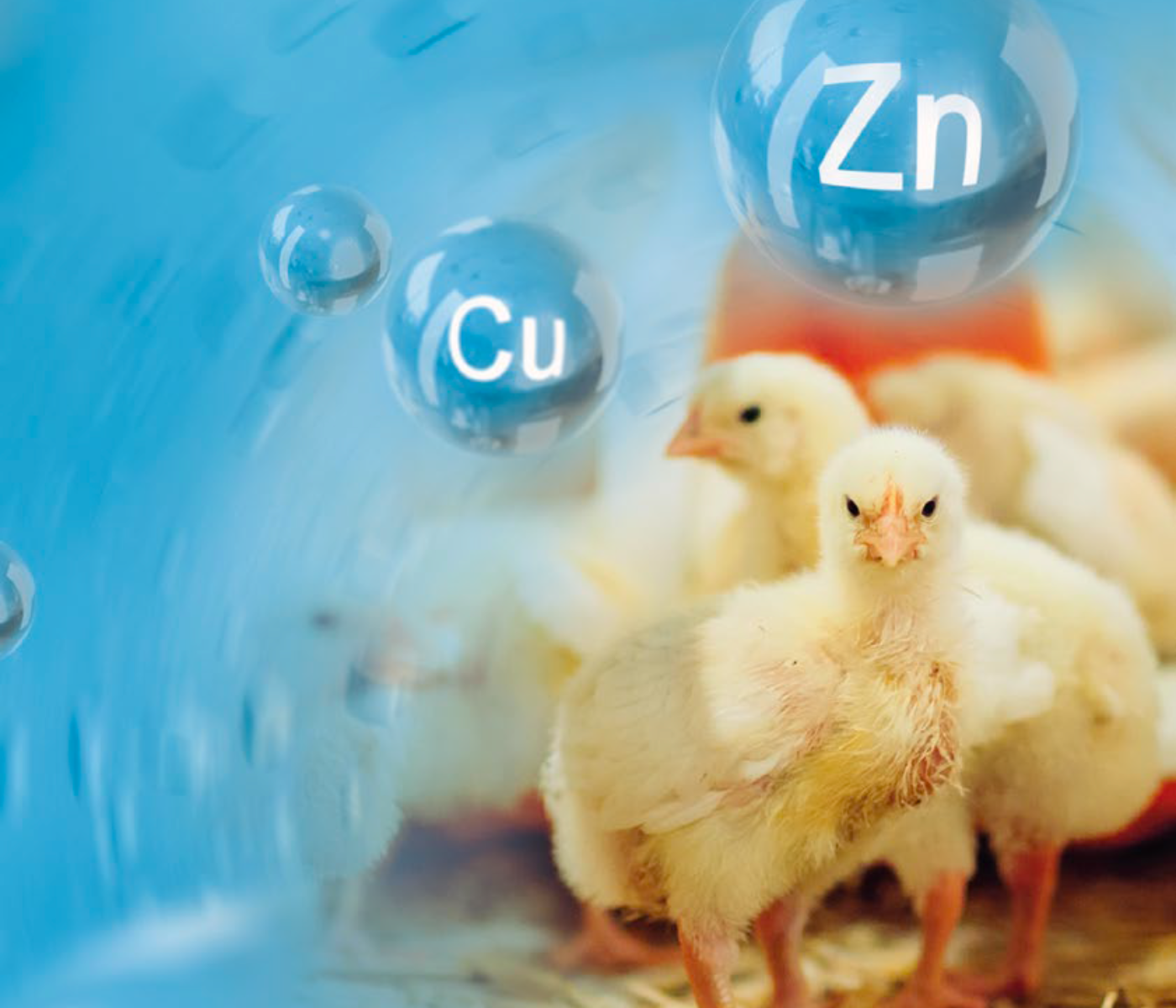 Importancia de los minerales Zn y Cu en la nutrición...