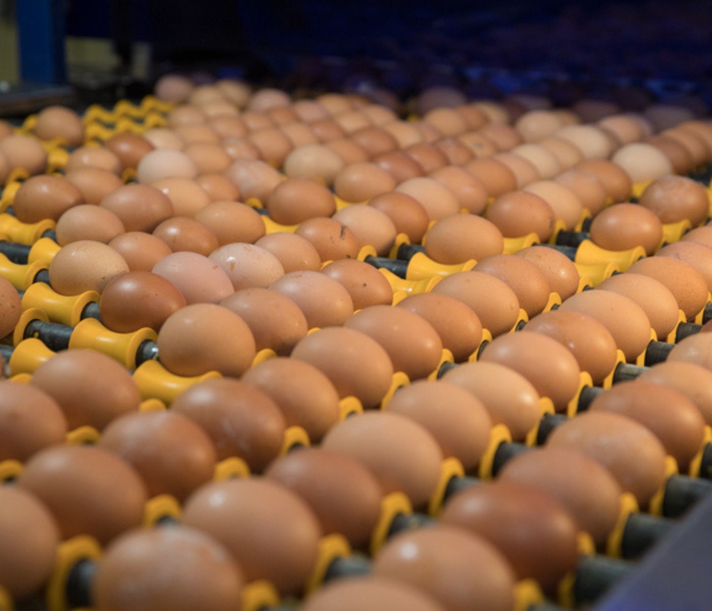 El mayor productor de huevos de EE.UU. detectó Influenza Aviar en gallinas ponedoras