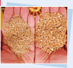 Feeding Management In Layer - Variations In Feeding Capture Methods