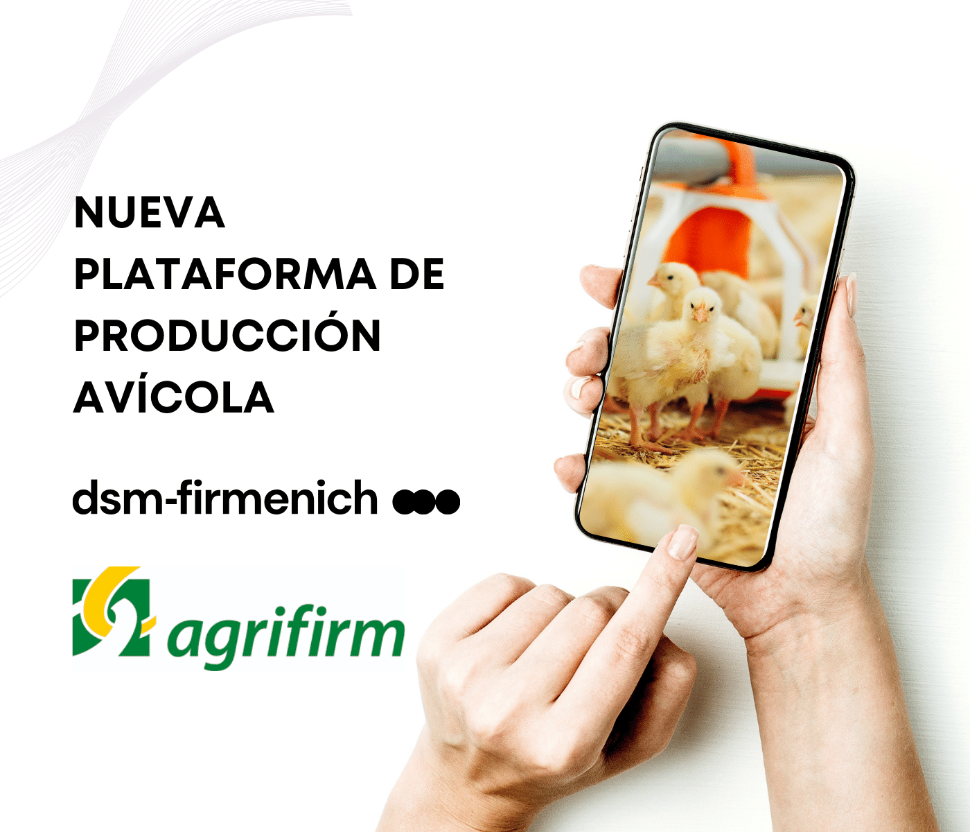 dsm-firmenich y Agrifirm se asocian para crear una nueva plataforma de producción avícola transparente, sostenible y responsable