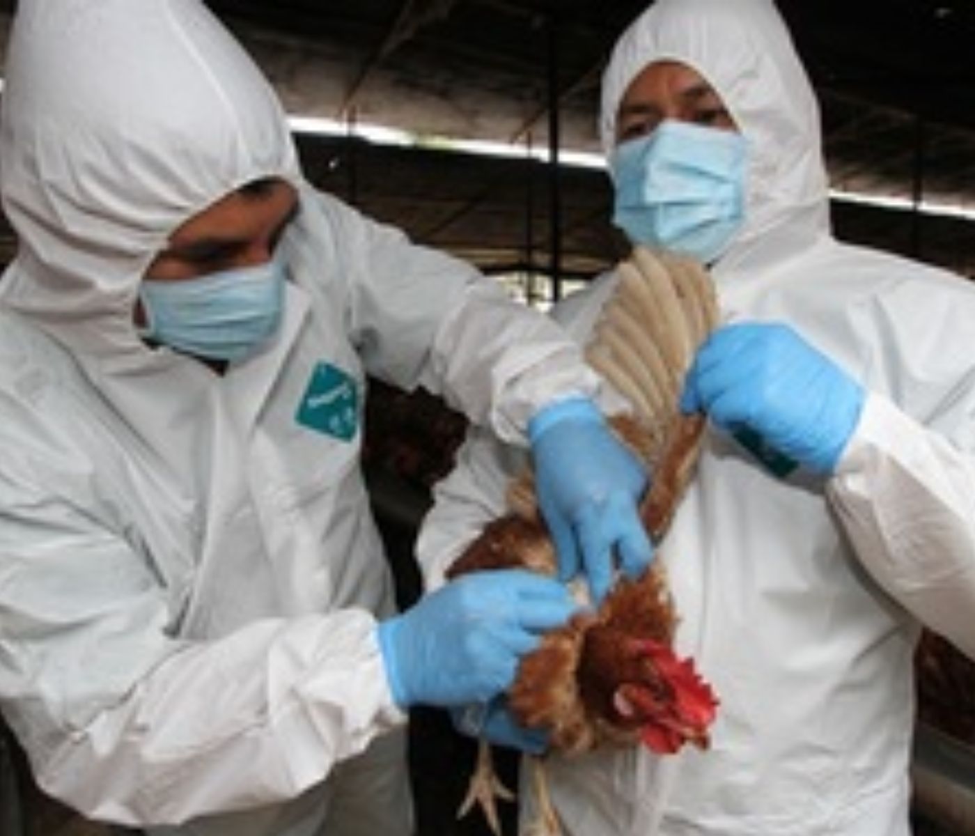 Perú: Nuevas medidas sanitarias para prevenir y controlar diseminación de la Influenza Aviar