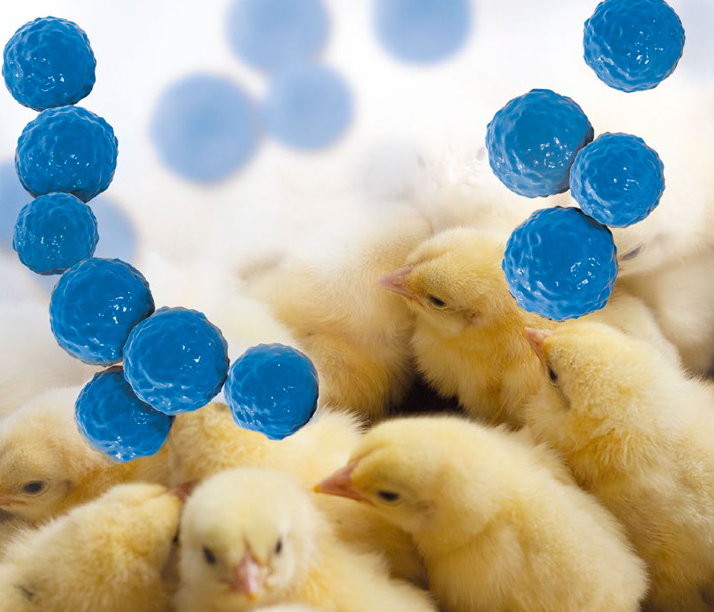 Enterococcus infections reduce hatchability and increase early mortality