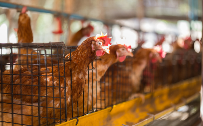 Scotland proposes to ban cages for laying hens for the first time in the U.K.