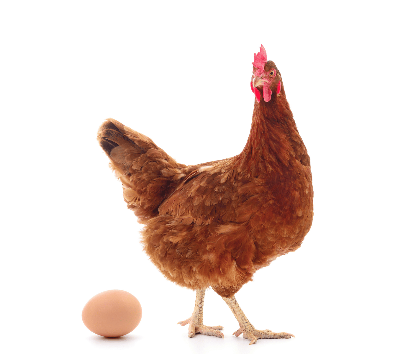 Get more sellable eggs, egg mass and productive life span with ao-biotics eqe