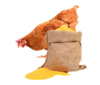 El aparato gustativo: componente clave en la nutrición de aves