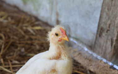 Vietnam reports first human infection with Avian Influenza H9N2 virus