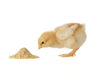 Nutrición de pollos de engorde durante la primera semana