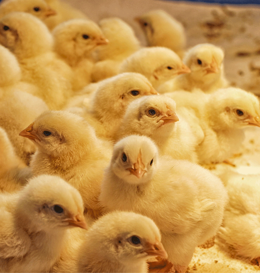 AVITRAX – Sistema de Gestión Avícola Inteligente