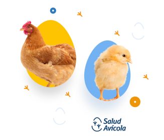 Salud Avícola: la plataforma de Boehringer Ingelheim para los profesionales de la avicultura