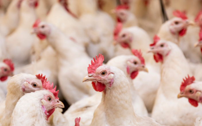 The russian poultry industry prepares for a radical shift