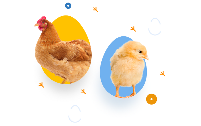 Salud Avícola: la nueva plataforma para los profesionales avícolas