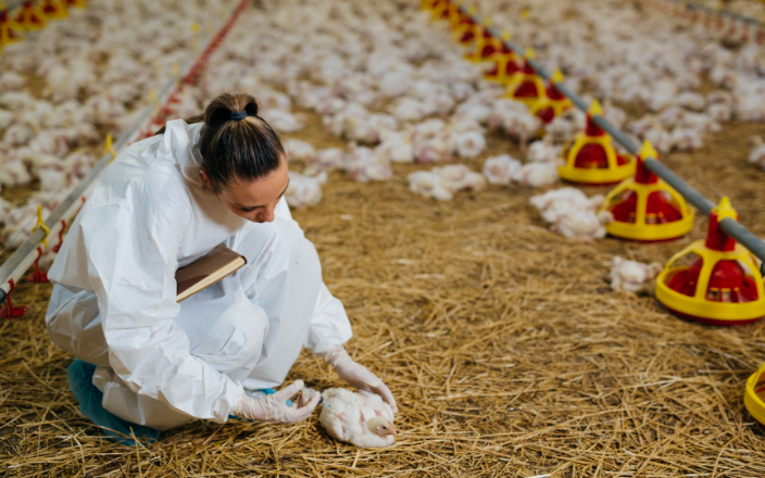 Avian Influenza vaccination campaign in France