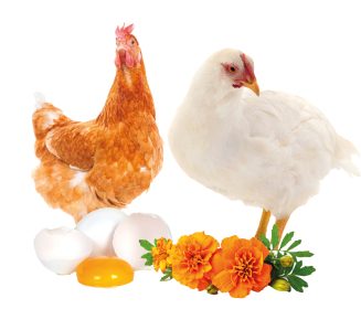 Imagen Revista La ciencia detrás del color de la yema: Cómo la alimentación de las aves puede afectar la calidad del huevo