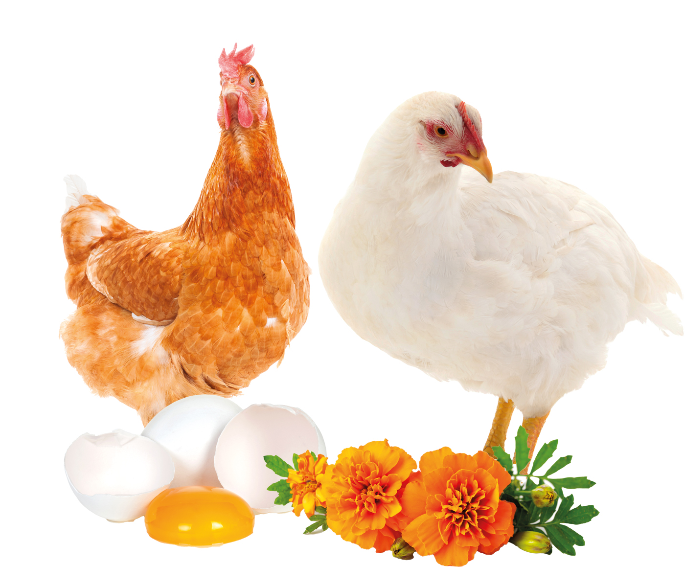 La ciencia detrás del color de la yema: Cómo la alimentación de las aves puede afectar la calidad del huevo