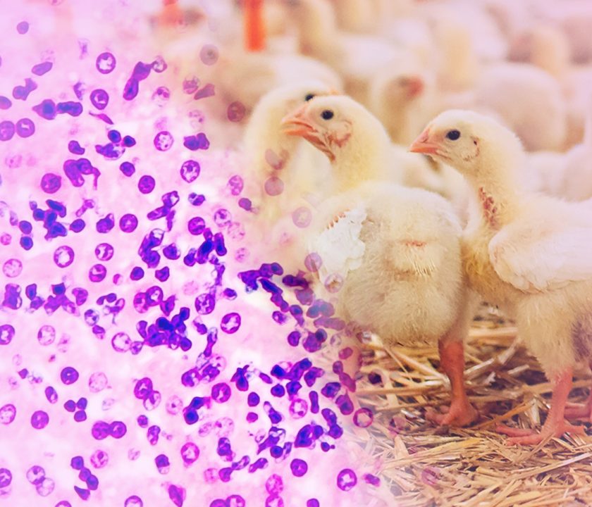 Coccidiosis en pollos de engorde: Opciones de control y tendencias