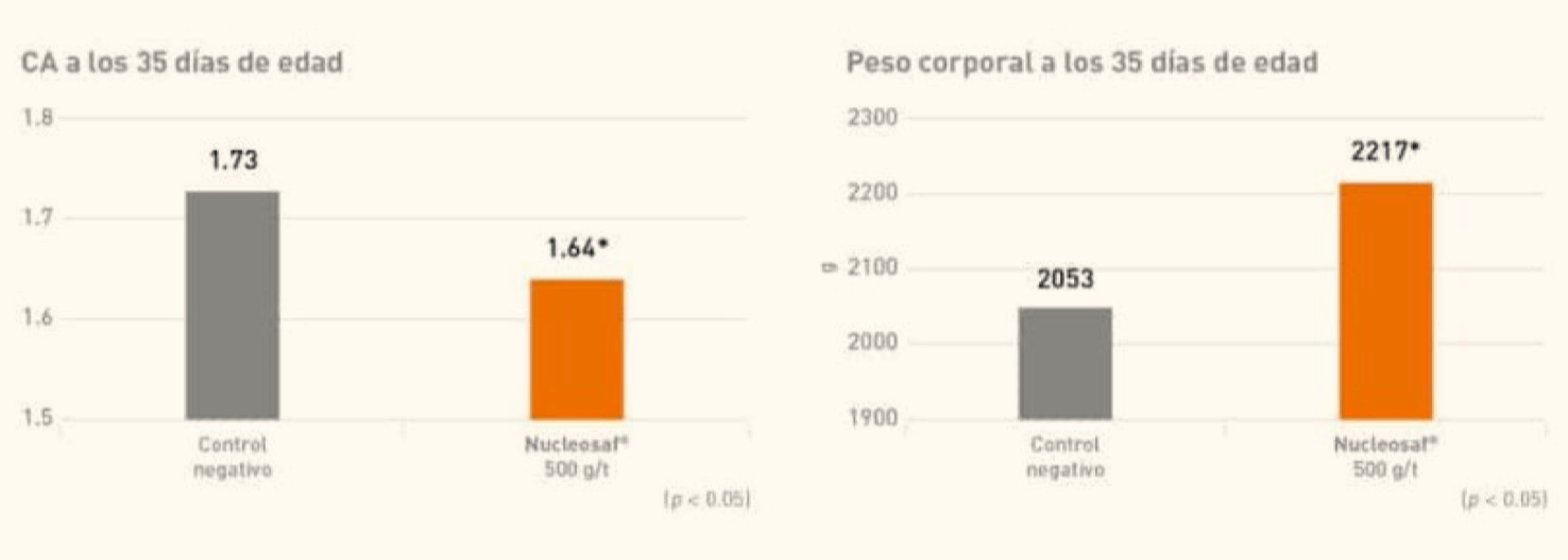 Levaduras seleccionadas en nutrición avícola, ¿apuesta segura?