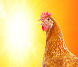 Imagen Revista Olas de calor y la importancia del ambiente en avicultura de puesta