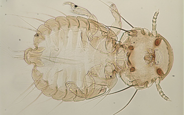 Bird Lice: tiny parasites of avian world